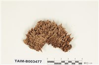 藏品(白髮苔屬)的圖片